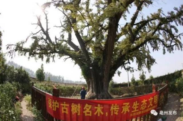 大熊防腐涂料